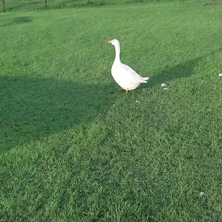 Appartement Jezero Privatnost *